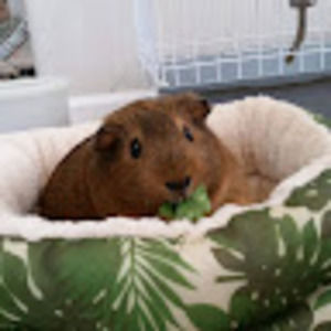 Meet your Posher, Aaron